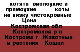 котята -вислоухие и прямоухие ....    коты  на вязку-чистокровные › Цена ­ 1 500 - Костромская обл., Костромской р-н, Кострома г. Животные и растения » Кошки   